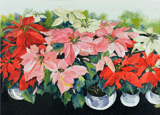 Poinsettias