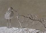 Shorebird