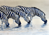 Zebras at the Watering Hole