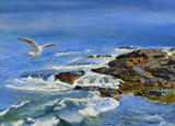 Acadia Gull