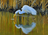 Egret with Reeds